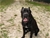 Ch. MASCALZONE LATINO - Triola Cane Corso